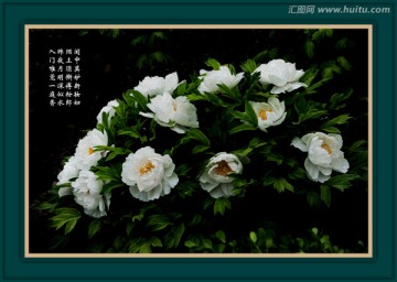 電腦油畫(huà) 牡丹花 白牡丹