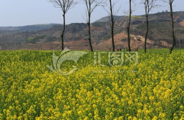 油菜花