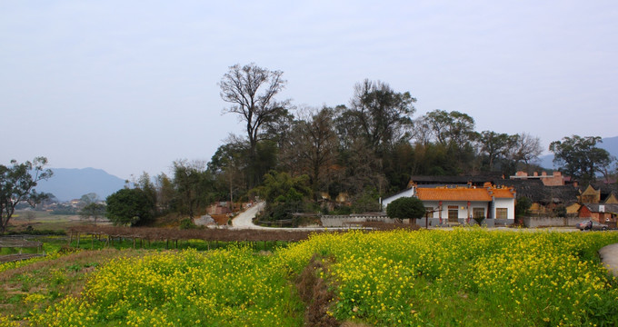 山村油菜花