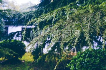 雨后松枝