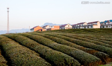 茶园 茶山