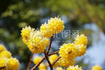 结香花 梦冬花