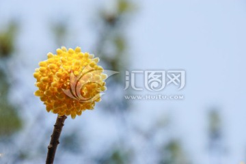 结香花 爱情树