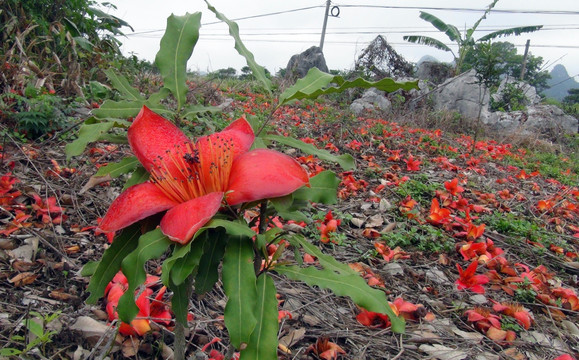 木棉花