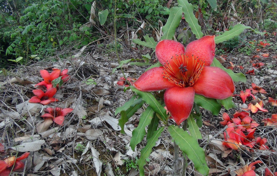 木棉花