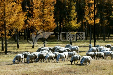 秋季森林羊群