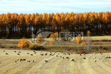秋季麦田森林羊群