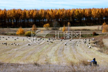 秋季田野放牧羊群