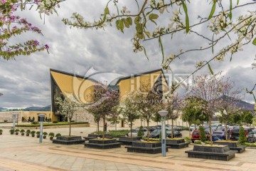 紫荆花后的展览馆建筑背景