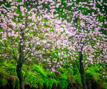 华农紫荆花