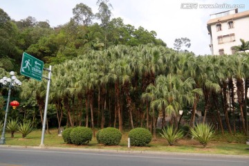 圭峰山葵树林