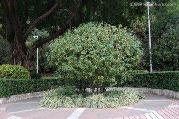 桂花树