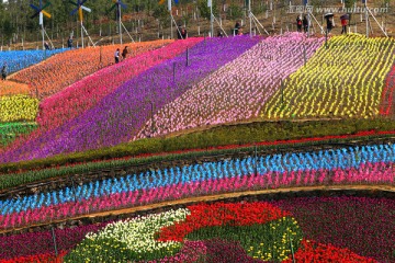 春天 花卉 花朵