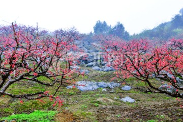 烟雨桃花