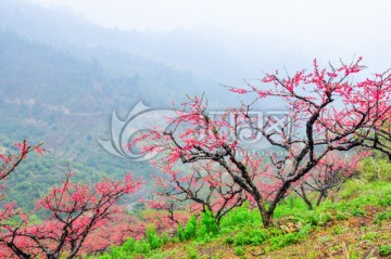 烟雨桃花