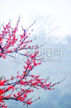 烟雨桃花