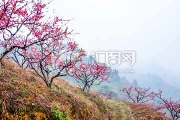 烟雨桃花