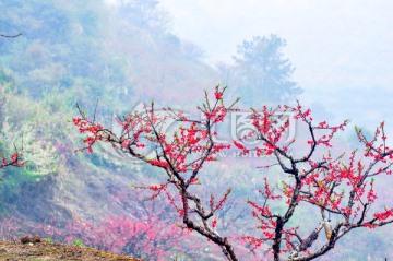 烟雨桃花