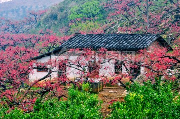 烟雨桃花