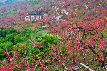 烟雨桃花