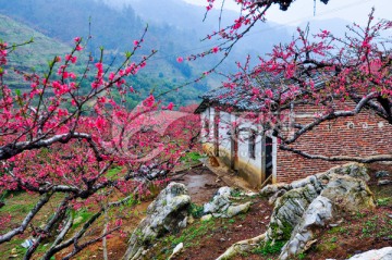 烟雨桃花