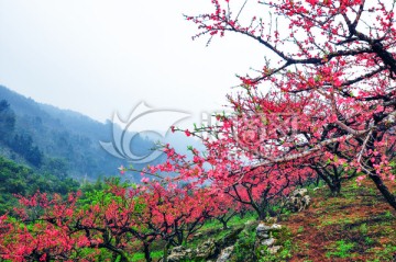 烟雨桃花