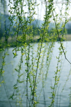 柳树发芽