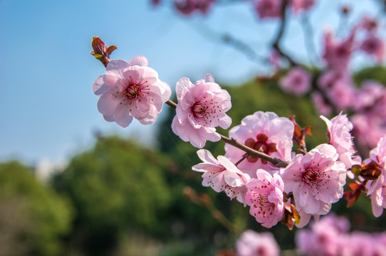 梅花