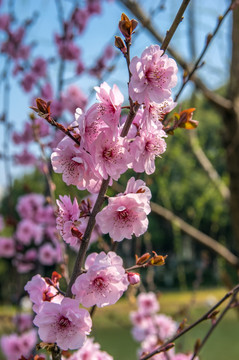 梅花