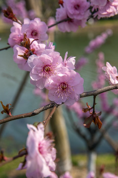 梅花