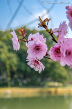 春花