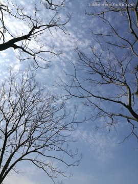 晴空下的树木