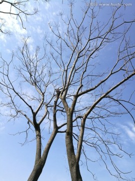 晴空下的树木