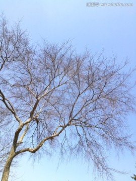 蓝天下的大树
