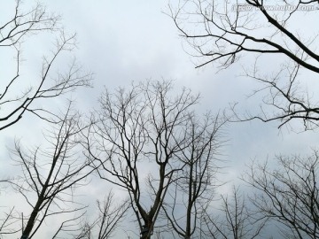冬日的树木