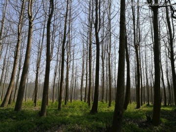 初春的树林