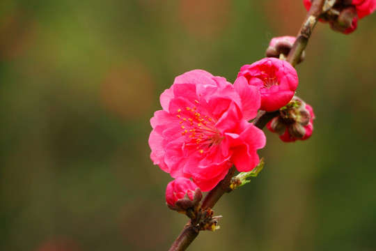 桃花