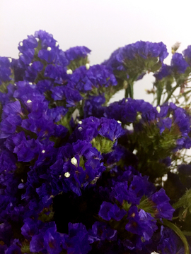 勿忘我 花卉 鲜花 紫色的花