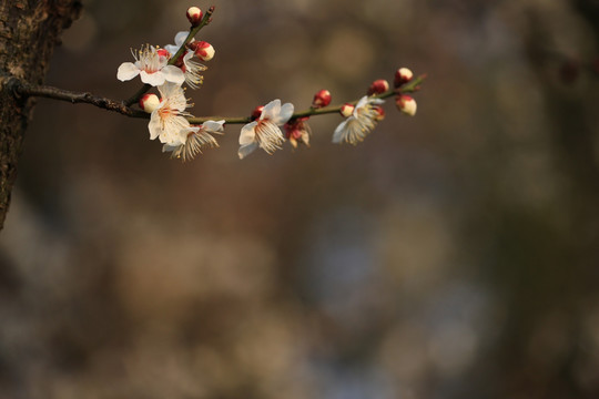 一枝梅花