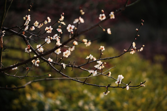 梅花