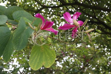 三角梅 花 杜鹃 紫荆花