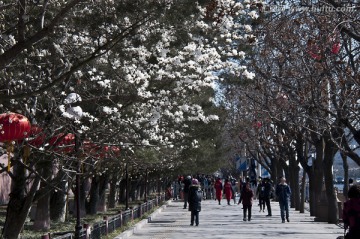 北京长安街 春天 玉兰花