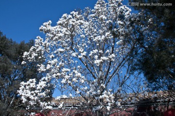 北京长安街 春天玉兰