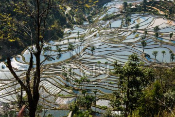 红河梯田