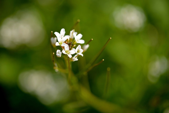 白色荠菜花