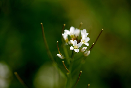 白色荠菜花