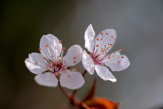 紫叶李 白色花 花蕊特写