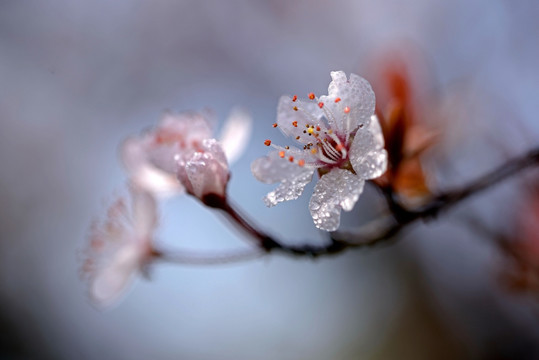 紫叶李 花蕊水珠