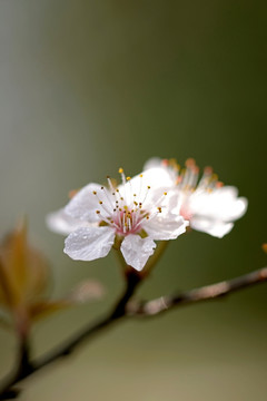 紫叶李 花蕊微距