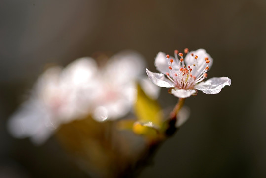 紫叶李白色花朵